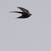 Pallid Swift  "Apus pallidus"